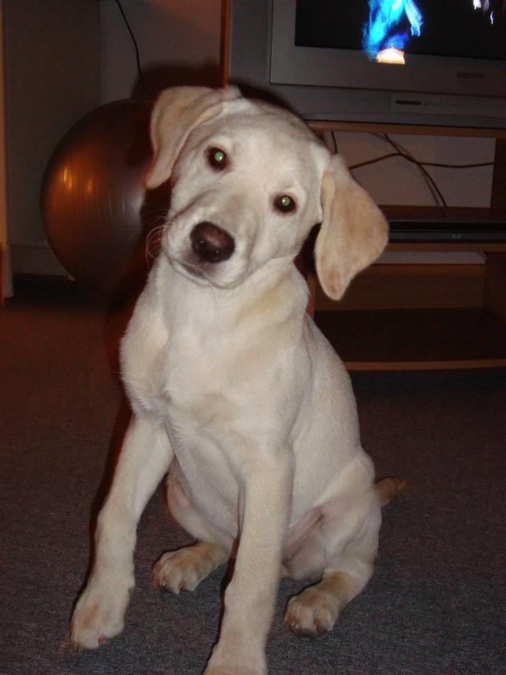 Labrador retriever Sia - Så blev vi 12 uger billede 7