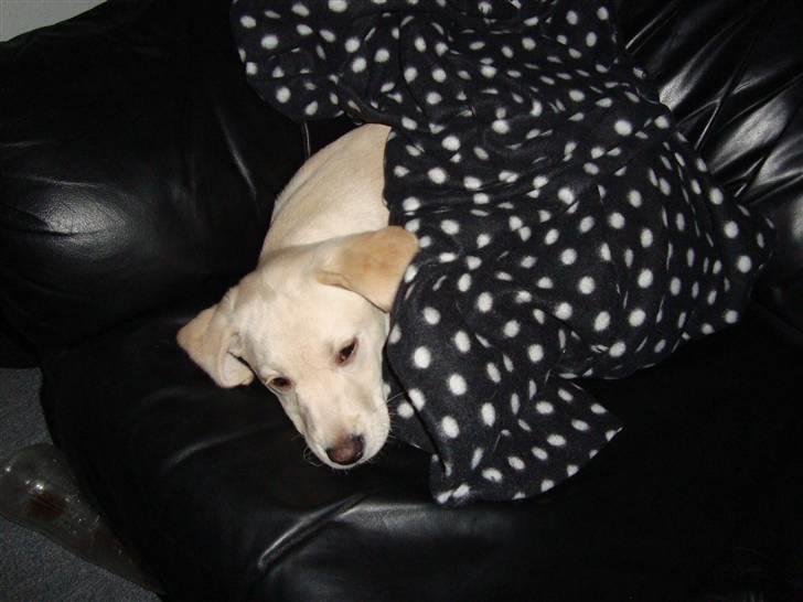 Labrador retriever Sia - Nu er jeg træt billede 8