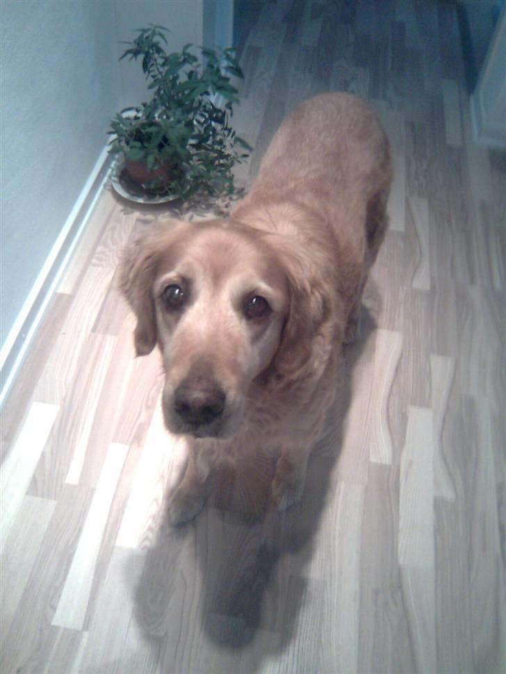 Golden retriever Sissi Aflivet :(  - Min hund siger velkommen  billede 1