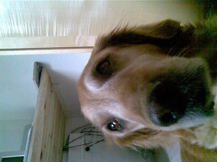 Golden retriever Sissi Aflivet :(  - Må jeg os se billede 2