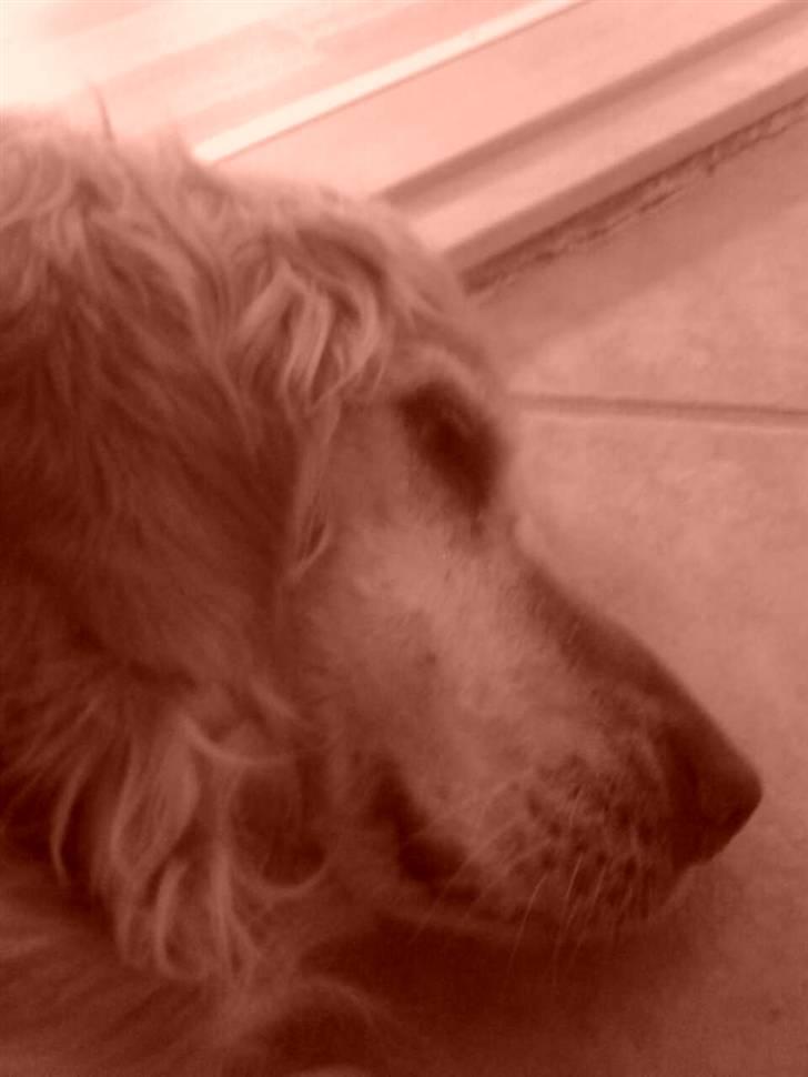 Golden retriever Sissi Aflivet :(  - Jeg gider iik´ lige nu! billede 3