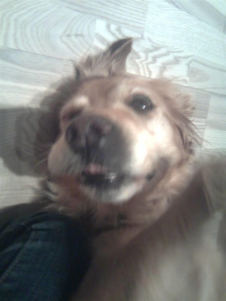 Golden retriever Sissi Aflivet :(  billede 4