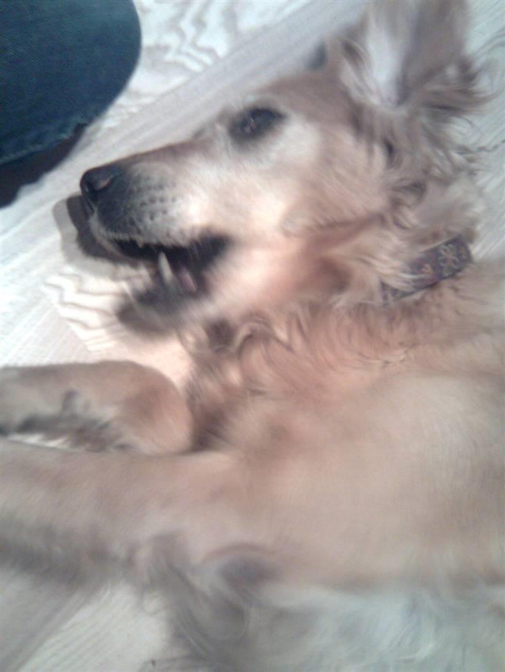 Golden retriever Sissi Aflivet :(  billede 5