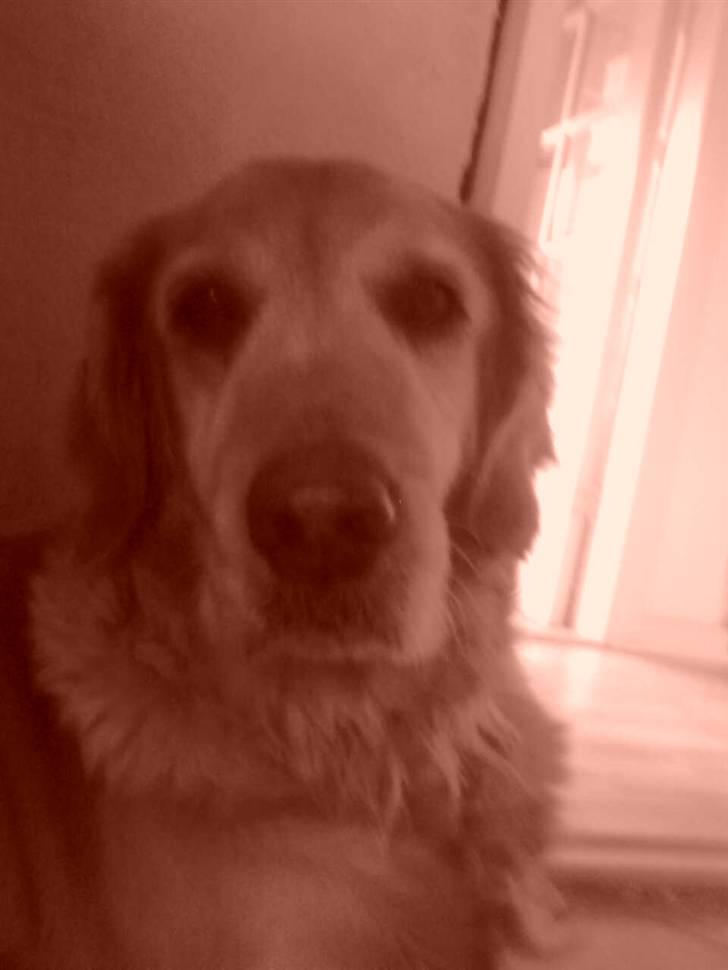 Golden retriever Sissi Aflivet :(  billede 6