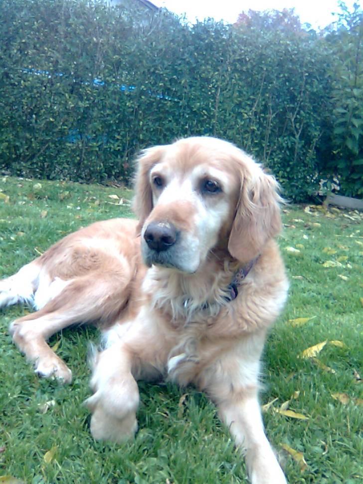 Golden retriever Sissi Aflivet :(  billede 7