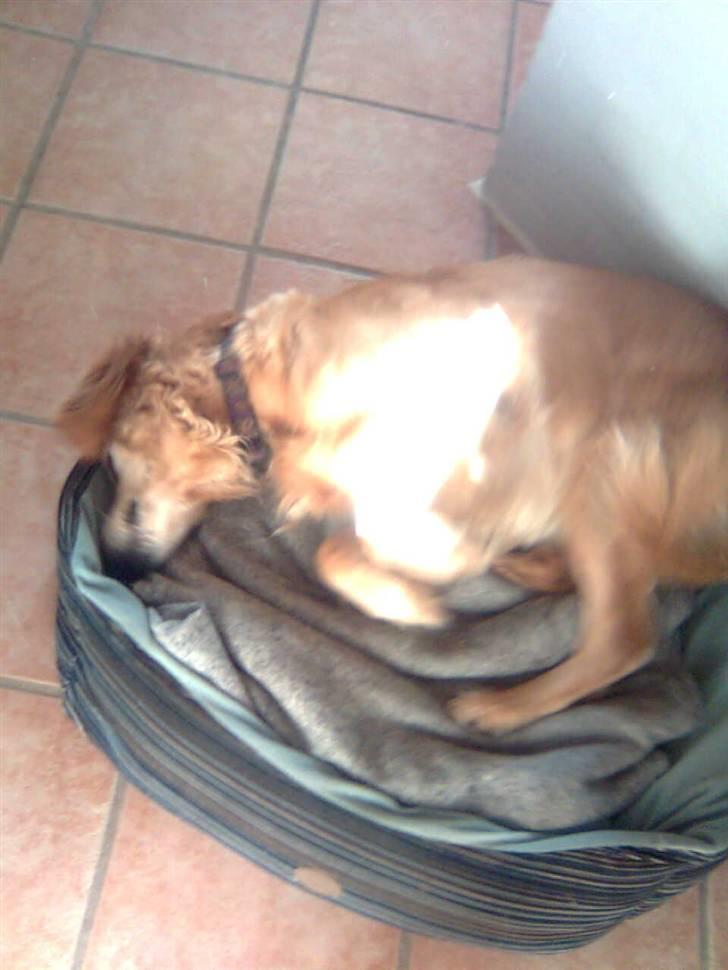 Golden retriever Sissi Aflivet :(  - Skal vi Ik´ Lege ? billede 8