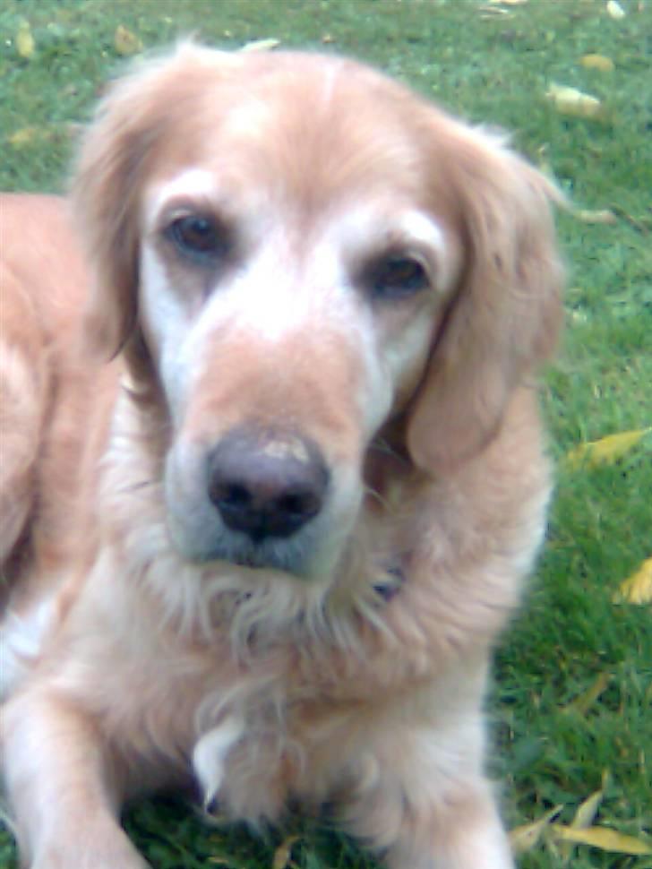 Golden retriever Sissi Aflivet :(  billede 9