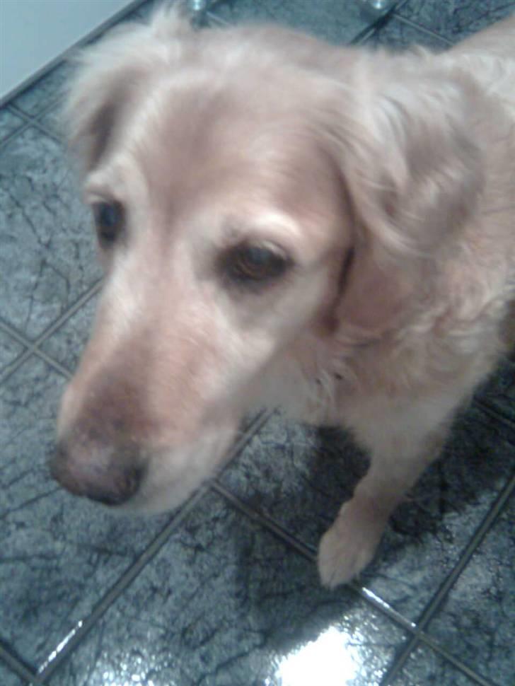 Golden retriever Sissi Aflivet :(  billede 10