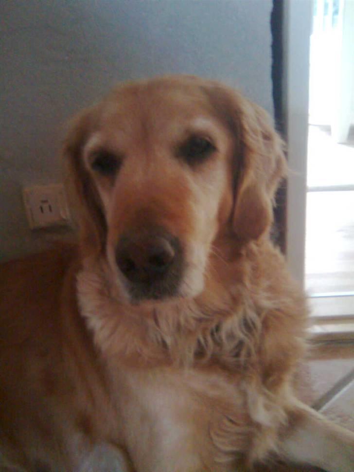 Golden retriever Sissi Aflivet :(  billede 11