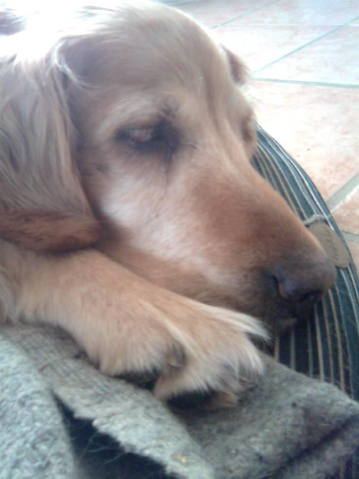 Golden retriever Sissi Aflivet :(  billede 12