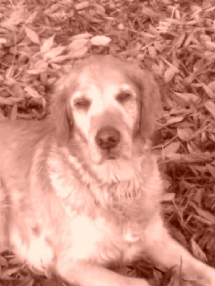 Golden retriever Sissi Aflivet :(  billede 13