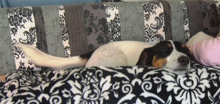 Dansk svensk gaardhund Casper R.I.P. - Hygge-hunden billede 19