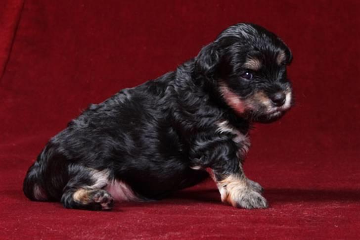 Bichon havanais Jivika¤bassen¤ - Jivika da hun var hvalp billede 7