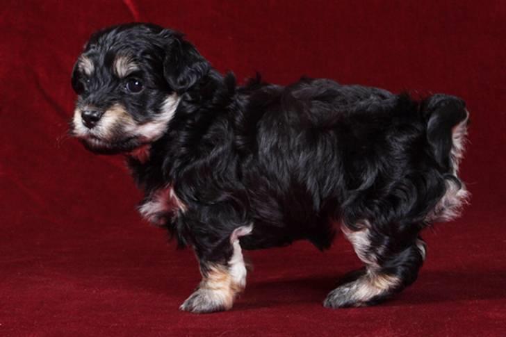 Bichon havanais Jivika¤bassen¤ - Jivika da hun var hvalp billede 8