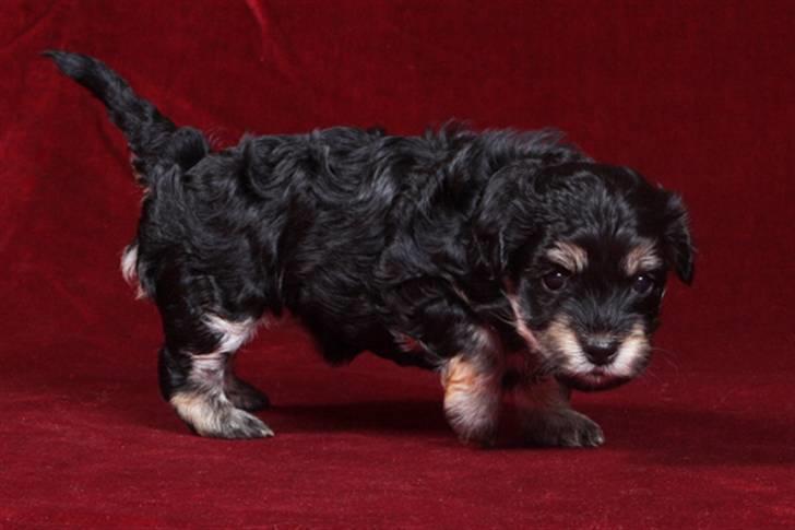 Bichon havanais Jivika¤bassen¤ - Jivika da hun var hvalp billede 9