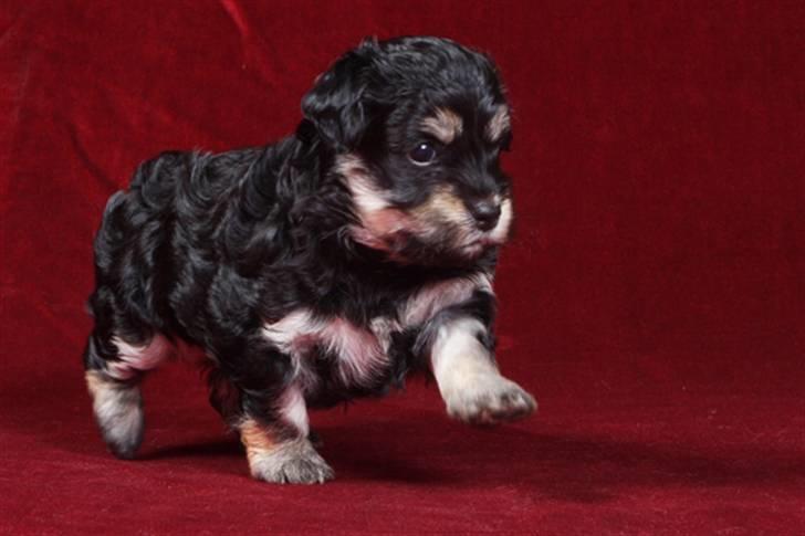 Bichon havanais Jivika¤bassen¤ - Jivika da hun var hvalp billede 10