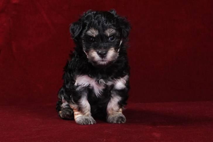 Bichon havanais Jivika¤bassen¤ - Jivika da hun var hvalp billede 11