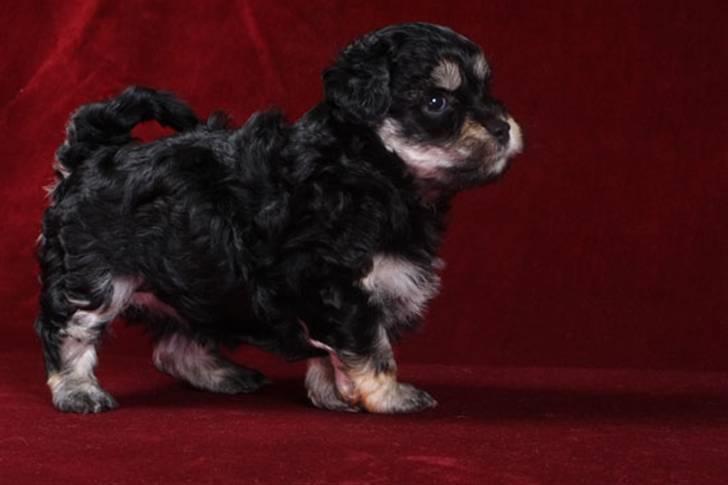 Bichon havanais Jivika¤bassen¤ - Jivika da hun var hvalp billede 12