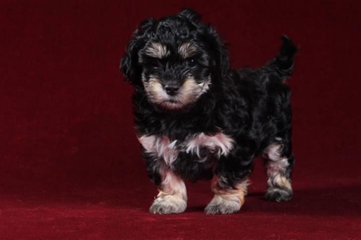 Bichon havanais Jivika¤bassen¤ - Jivika da hun var hvalp billede 13