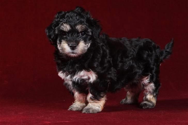 Bichon havanais Jivika¤bassen¤ - Jivika da hun var hvalp billede 14