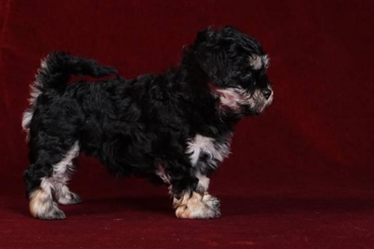 Bichon havanais Jivika¤bassen¤ - Jivika da hun var hvalp billede 15