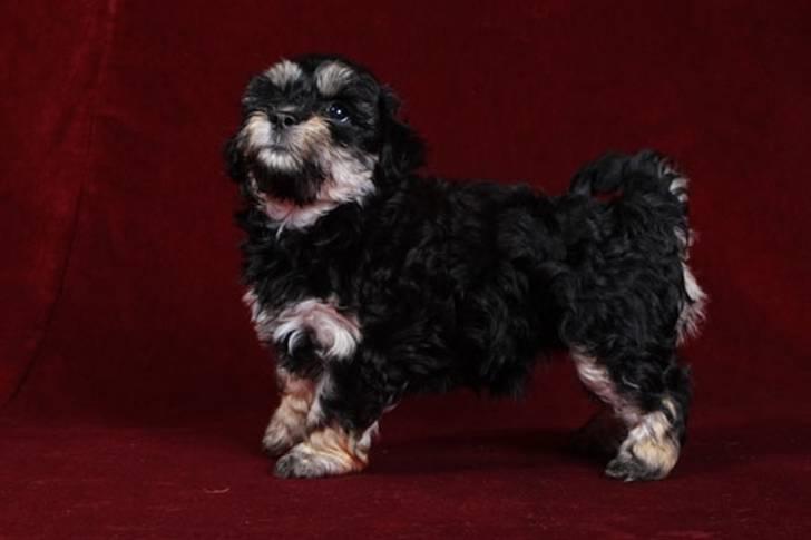 Bichon havanais Jivika¤bassen¤ - Jivika da hun var hvalp billede 16