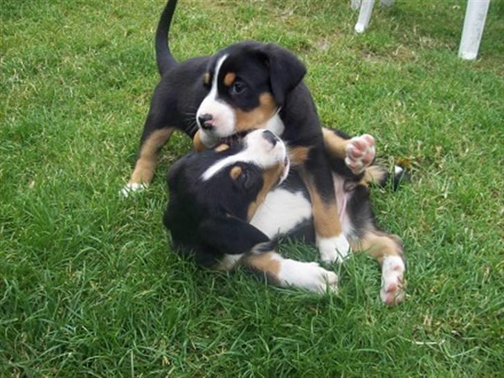 Grosser schweizer sennenhund Vilja billede 1