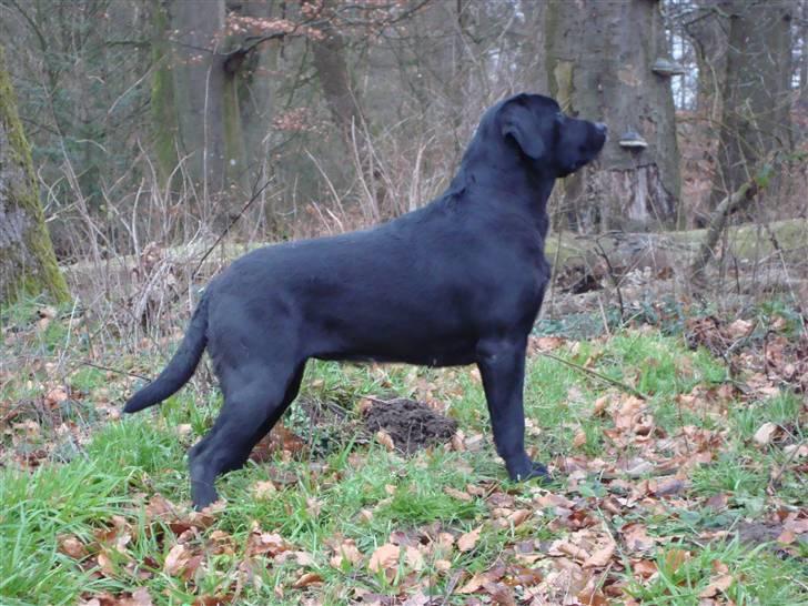 Labrador retriever Taslas little Tju-Tju billede 9