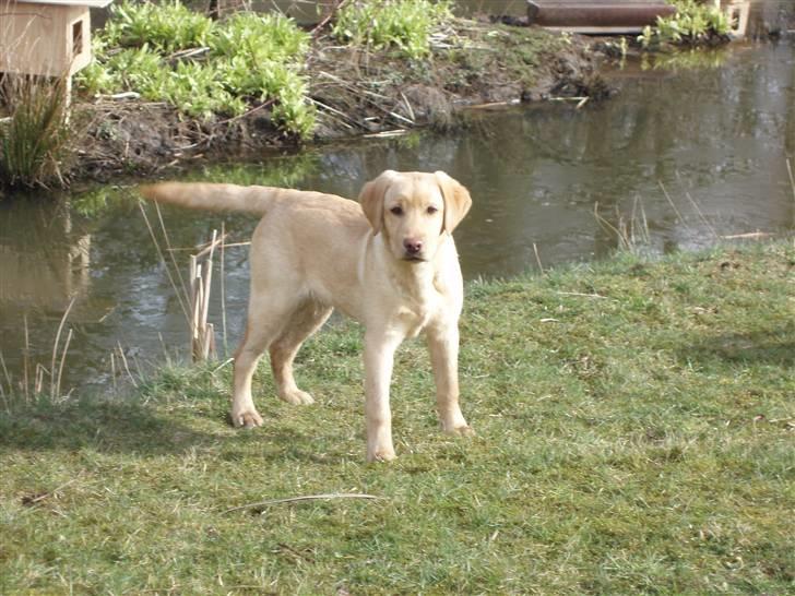 Labrador retriever Taslas Tomboy SÆLGES billede 9
