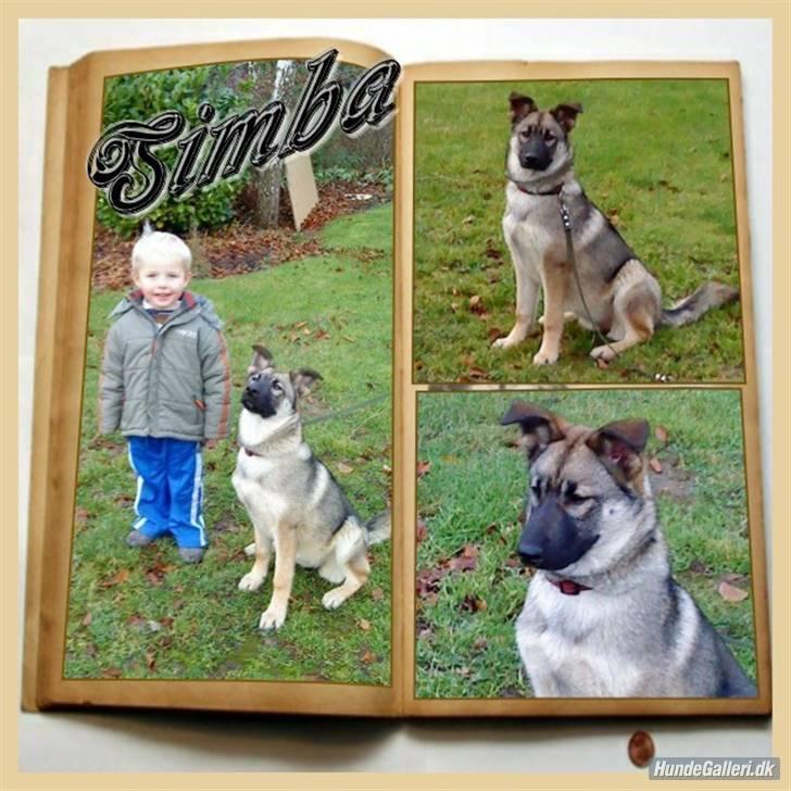 Blanding af racer Simba - Lavet af mor til Blanding af racer Tyson - 2005 billede 6