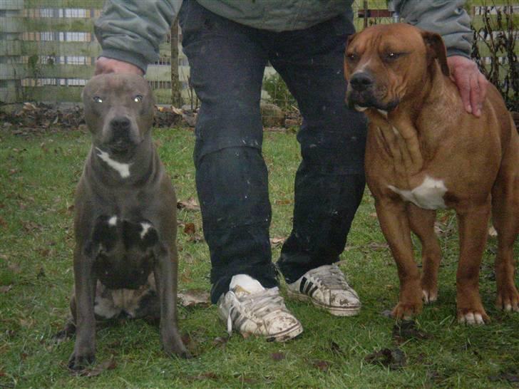 Amerikansk staffordshire terrier Duman  billede 7