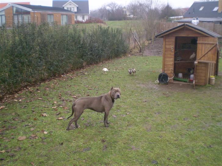 Amerikansk staffordshire terrier Duman  - kigger på vors høns  billede 8