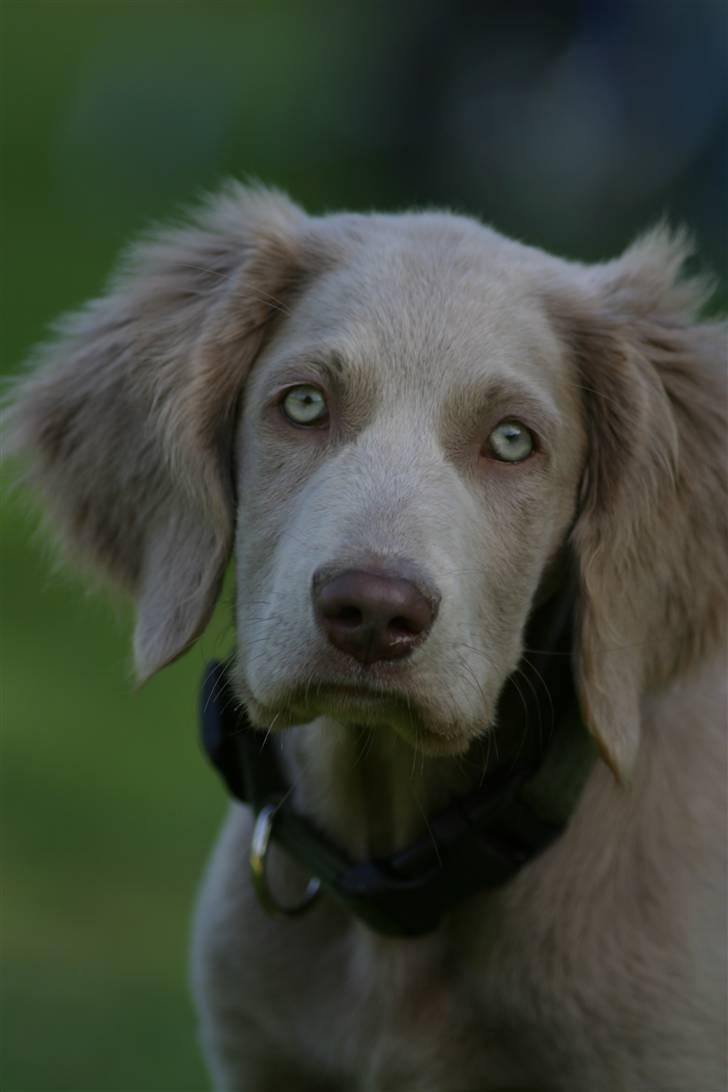 Langhåret Weimaraner Luna - Luna <3 ikke så gammel endnu billede 1
