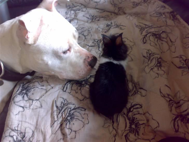 Amerikansk staffordshire terrier Rex billede 9