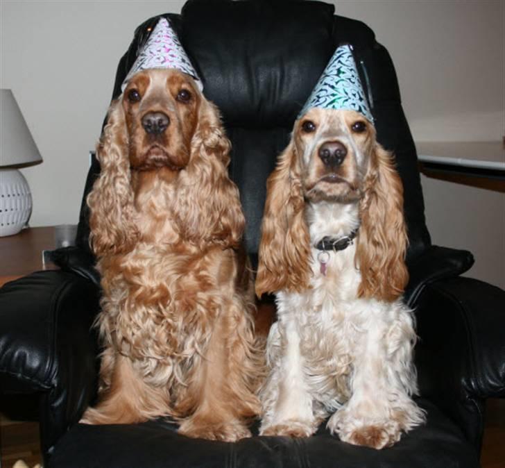 Cocker spaniel EMMA - Emma og Maja nytårs aften billede 10