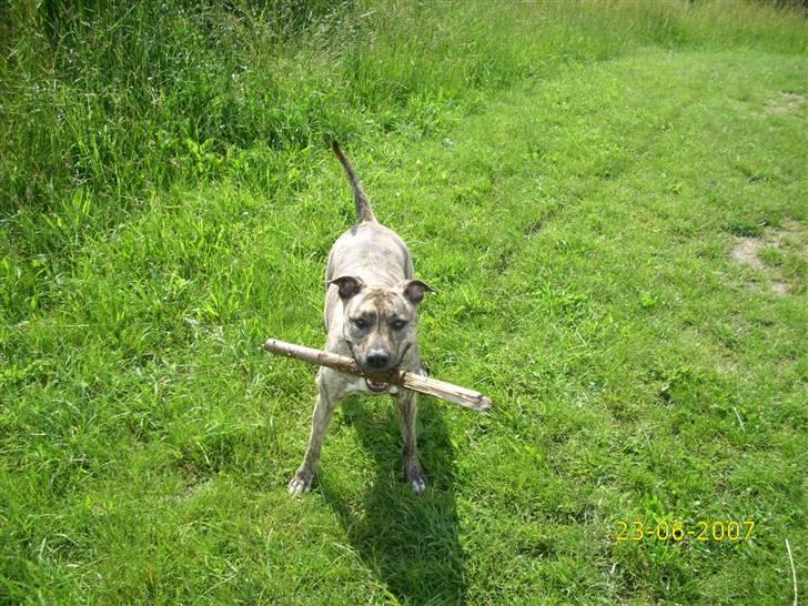 Amerikansk staffordshire terrier Issa billede 1