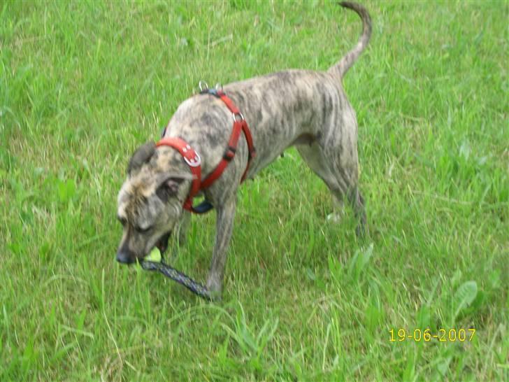Amerikansk staffordshire terrier Issa billede 2