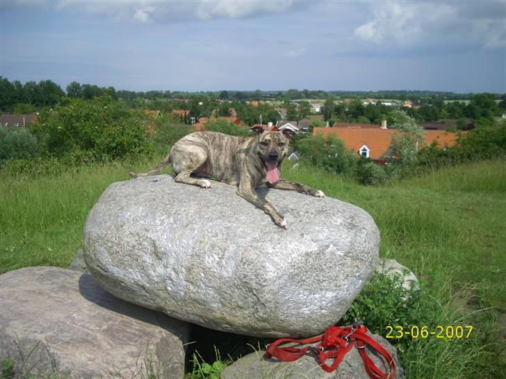 Amerikansk staffordshire terrier Issa billede 5