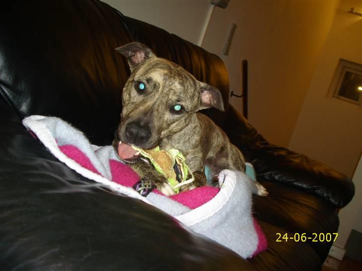 Amerikansk staffordshire terrier Issa billede 7