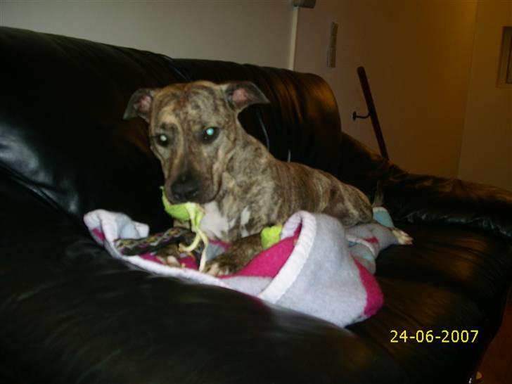Amerikansk staffordshire terrier Issa billede 8