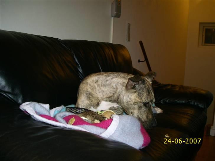 Amerikansk staffordshire terrier Issa billede 9
