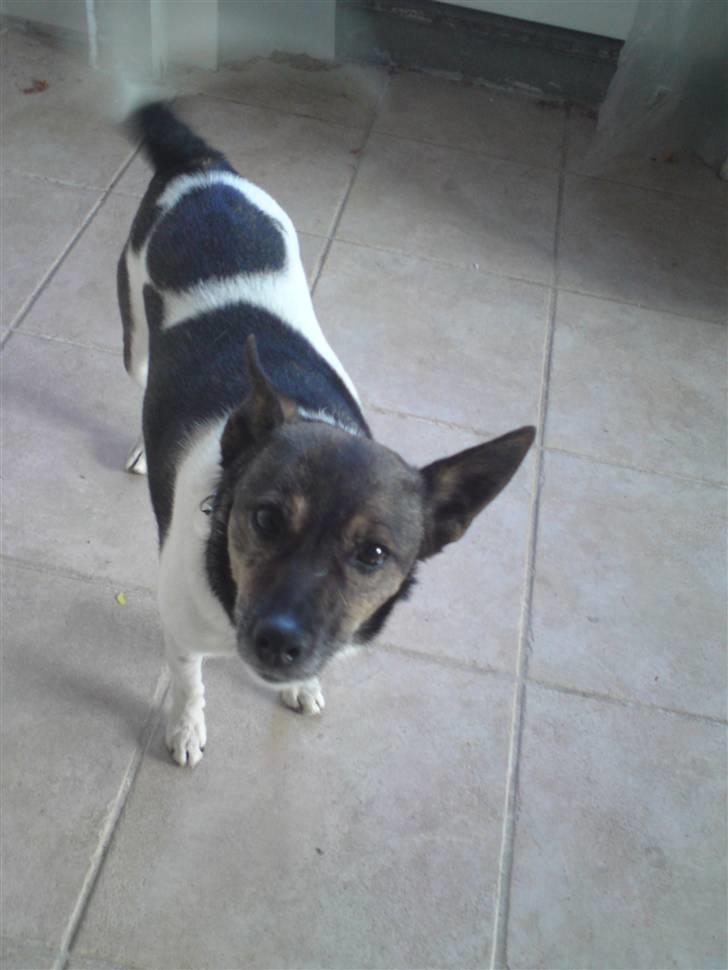 Blanding af racer nuser billede 12