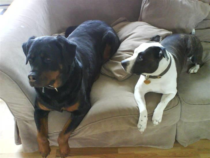 Amerikansk staffordshire terrier Fenja - mongolerne igen billede 15