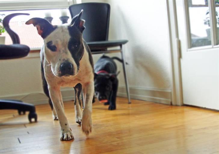 Amerikansk staffordshire terrier Fenja billede 16