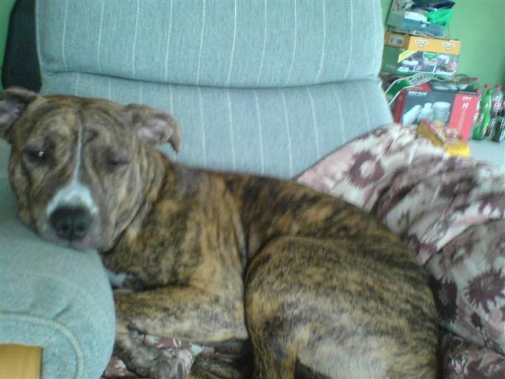 Amerikansk staffordshire terrier Kaya billede 9