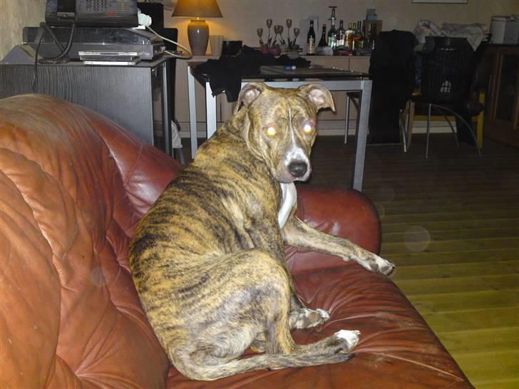 Amerikansk staffordshire terrier Kaya billede 10