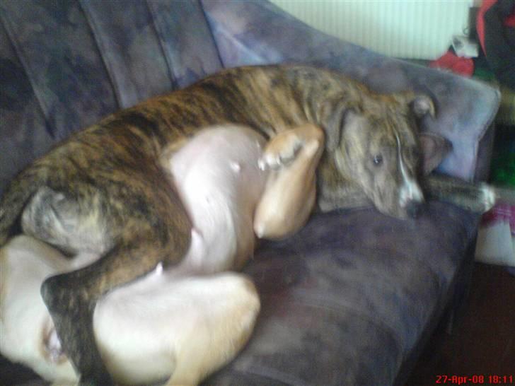 Amerikansk staffordshire terrier Kaya billede 11