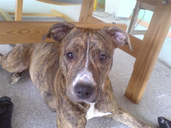 Amerikansk staffordshire terrier Kaya billede 12