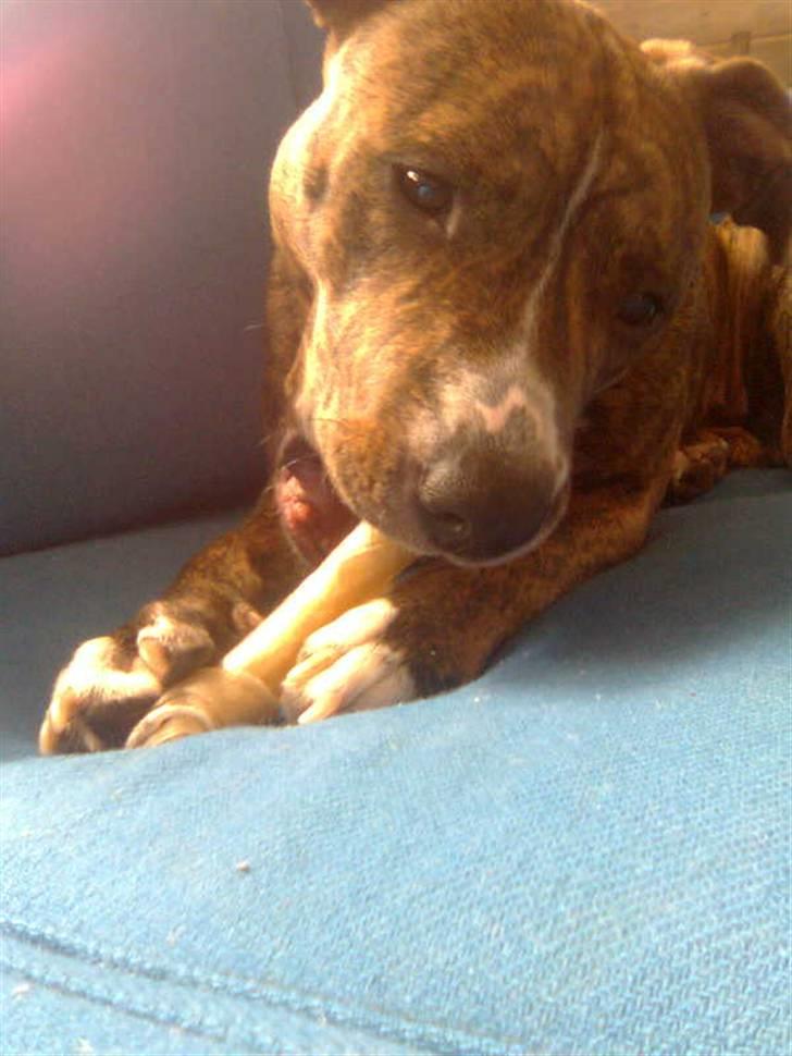 Amerikansk staffordshire terrier Kaya billede 13