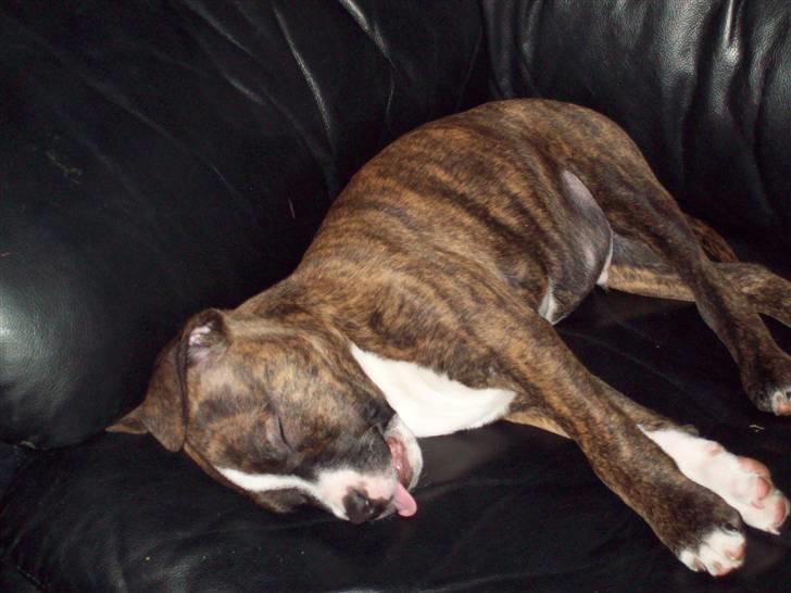 Blanding af racer Basse billede 10